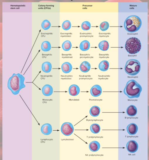 <p>production of WBCs</p><p>HSCs—CFUs—then…</p><ul><li><p>myeloblasts (form neutrophils, eosinophils, and basophils), monoblasts (form monocytes), lymphoblasts (form lymphocytes)</p></li></ul><p></p>