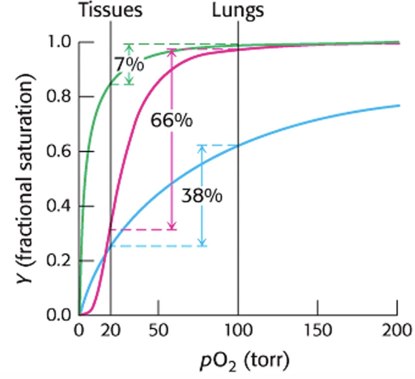 <p><span>Cooperativity enhances oxygen delivery by hemoglobin.&nbsp;Because of cooperativity between O</span><sub>2</sub><span>&nbsp;binding sites, hemoglobin delivers more O</span><sub>2</sub><span>&nbsp;to actively metabolizing tissues than would myoglobin or any noncooperative protein, even one with optimal O</span><sub>2</sub><span>&nbsp;affinity.&nbsp; Evaluate the graph and determine which line on the graph represents no cooperativity?</span></p>
