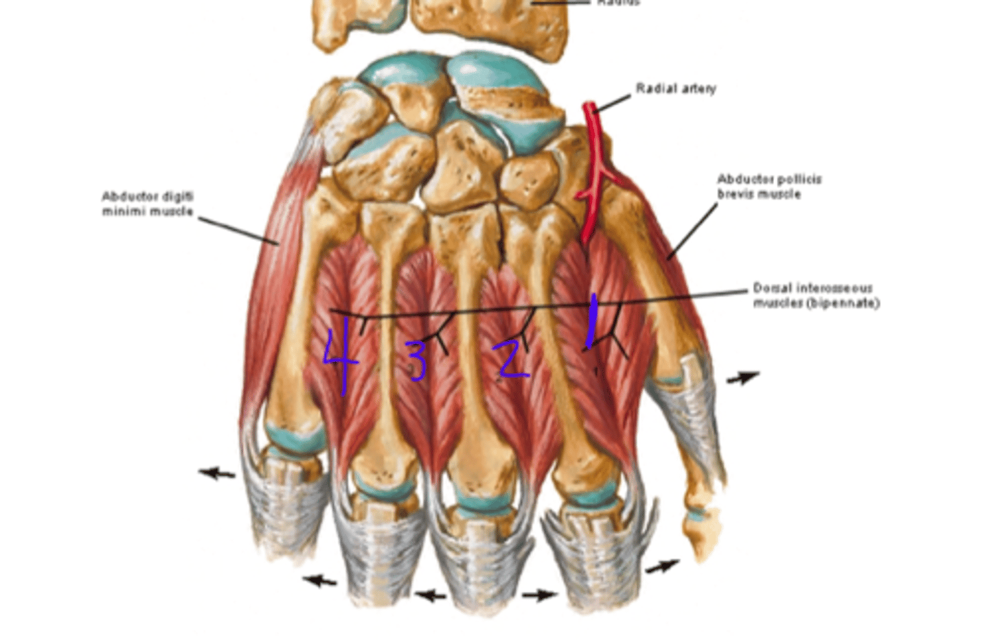 <p>radial side of index finger, radial side of middle finger, ulnar side of middle finger, ulnar side of 4th finger</p>