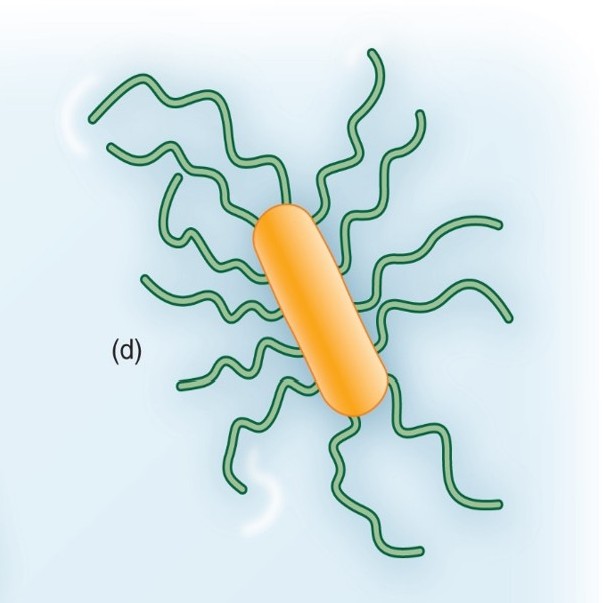 <p>Which arrangement of Flagella:</p><ul><li><p>Flagella are dispersed randomly over the surface of the cell</p></li></ul><p></p>