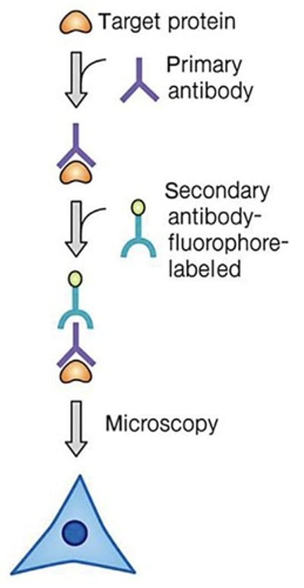 <p>IFA detects the localization and activity of Pol I, Pol II, and Pol III.</p>