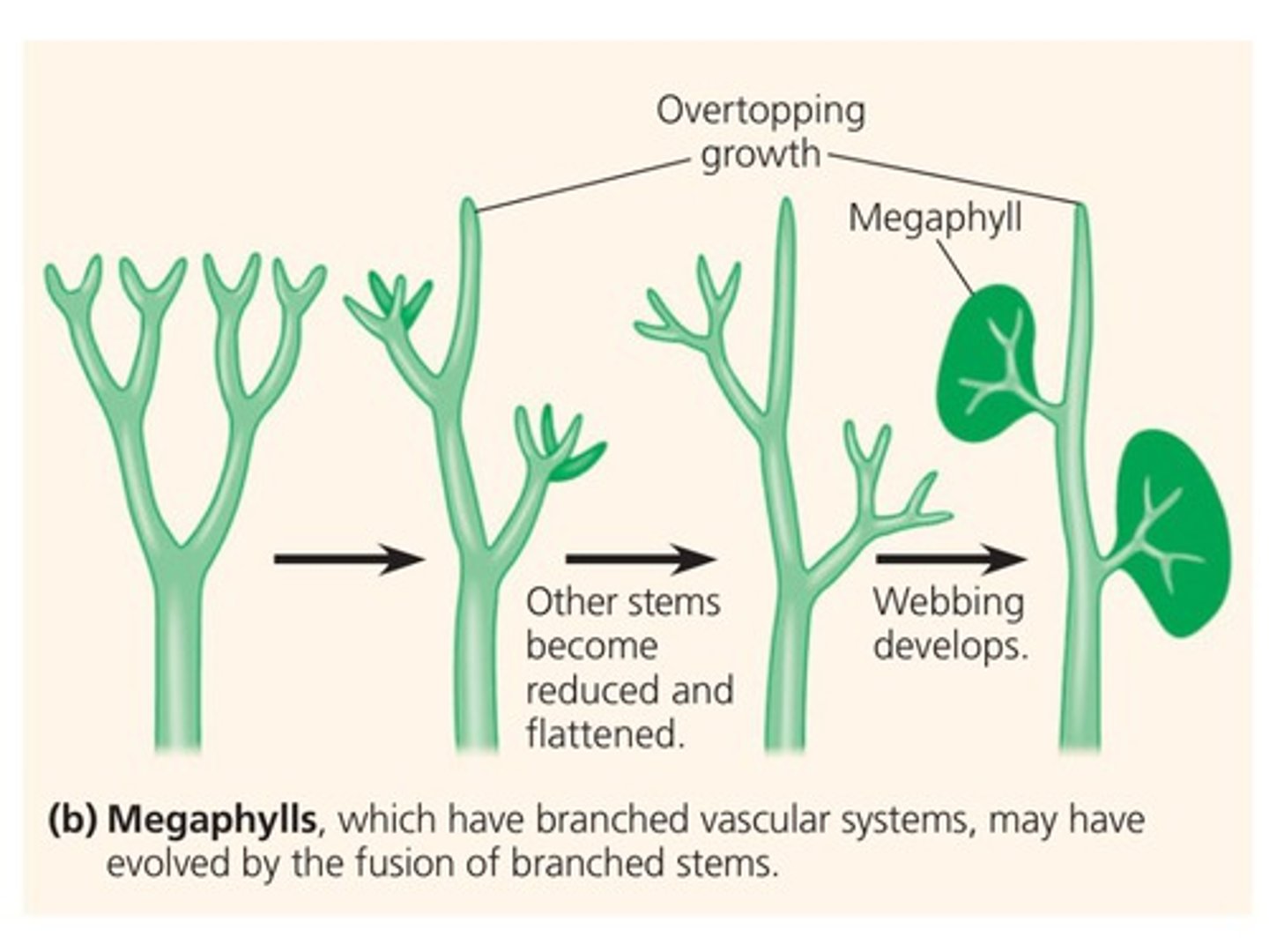 <p>A leaf with a highly branched vascular system, characteristic of the vast majority of vascular plants. Overtopping, planation (flattening), webbing.</p>