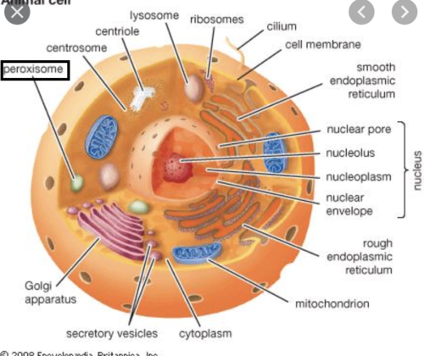 <p>- small circle organelles that may bud off the ER or arise from others</p><p>- contain oxidase that bind to free radicals w/ H+ atoms to form hydrogen peroxide</p><p>- contain catalase that reduces hydrogen peroxide to form water and oxygen</p>