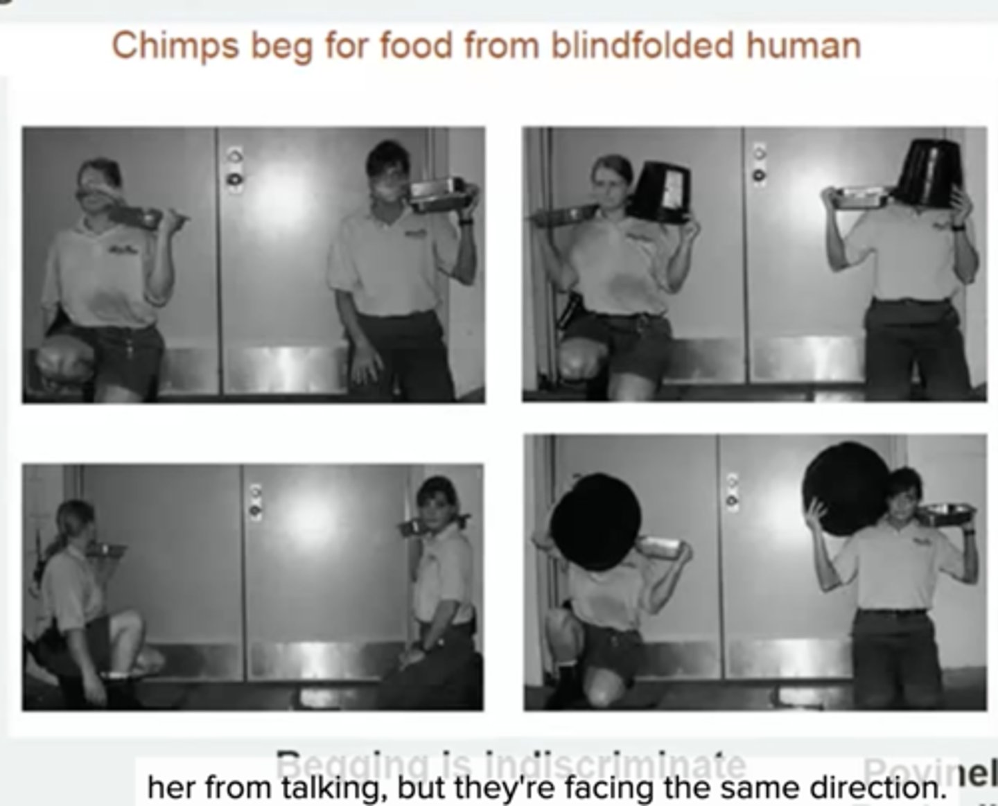 <p>Begging for food is indiscriminate, even when human was blind folded or had bucket on head - they continued to beg - suggested to Povinelli that they have no ToM. oblivious to psychological distinction. </p>