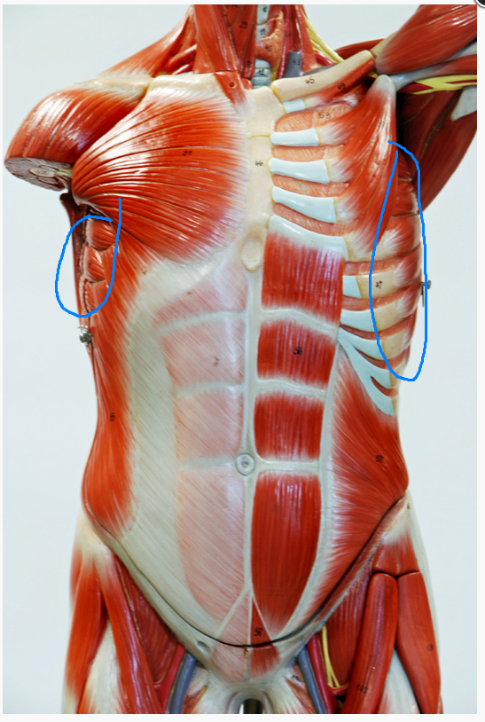 <p>What is the Muscle circled </p>