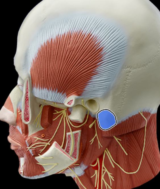 <p>Mastoid process</p>