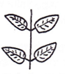 <p>Arrangement of leaf?</p>
