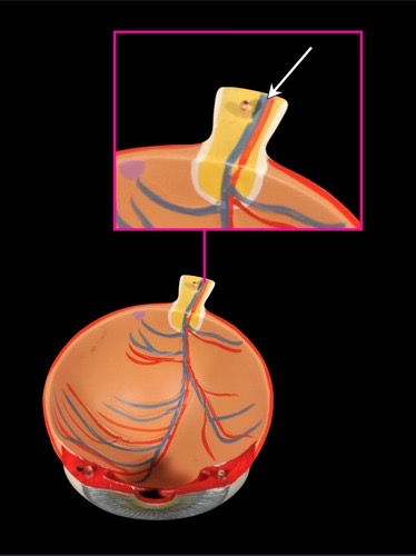 <p>(p.) inner layer</p>