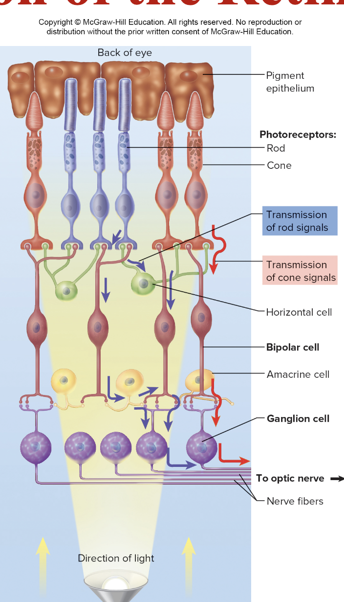 <ul><li><p><span>Receive input from bipolar cells </span></p></li><li><p><span>Axons form optic nerve</span></p></li></ul><p></p>