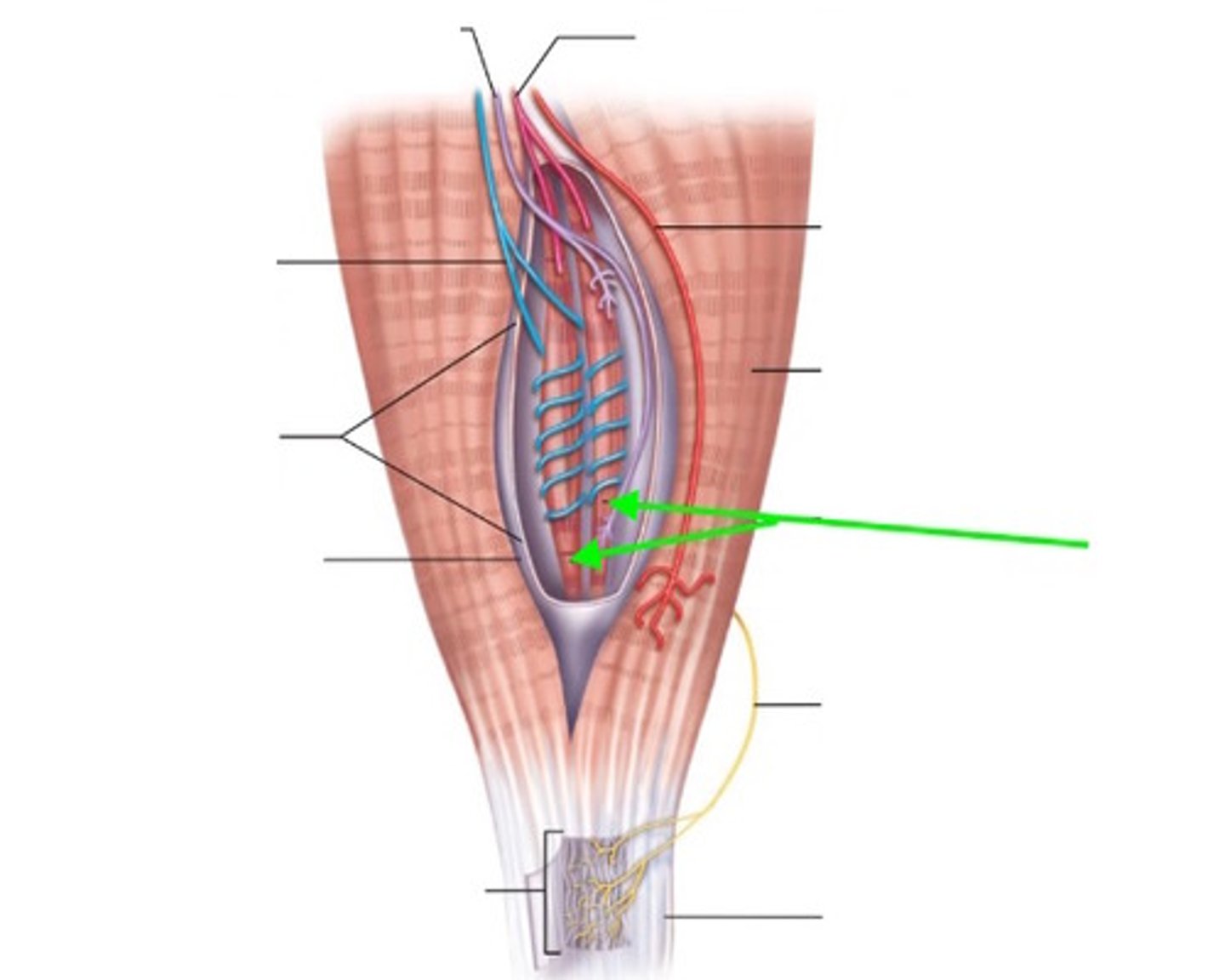 <p>contractile myofiber ends</p><p>innervated by gamma motor neurons</p><p>function: to maintain shape of receptive area in the center</p>