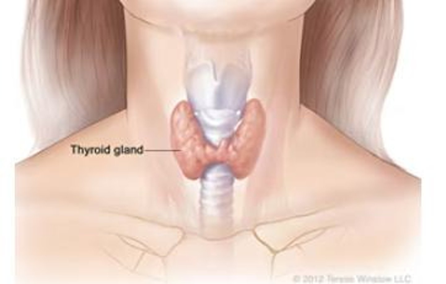 <p>In the anteroinferior neck at the level of the thyroid cartilage.</p>