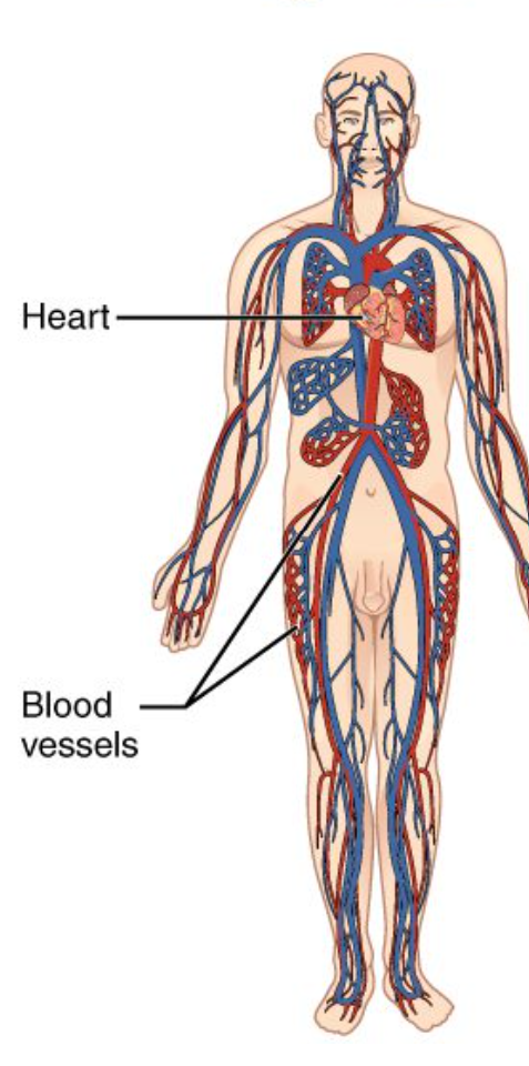 <p>Cardiovascular System</p>