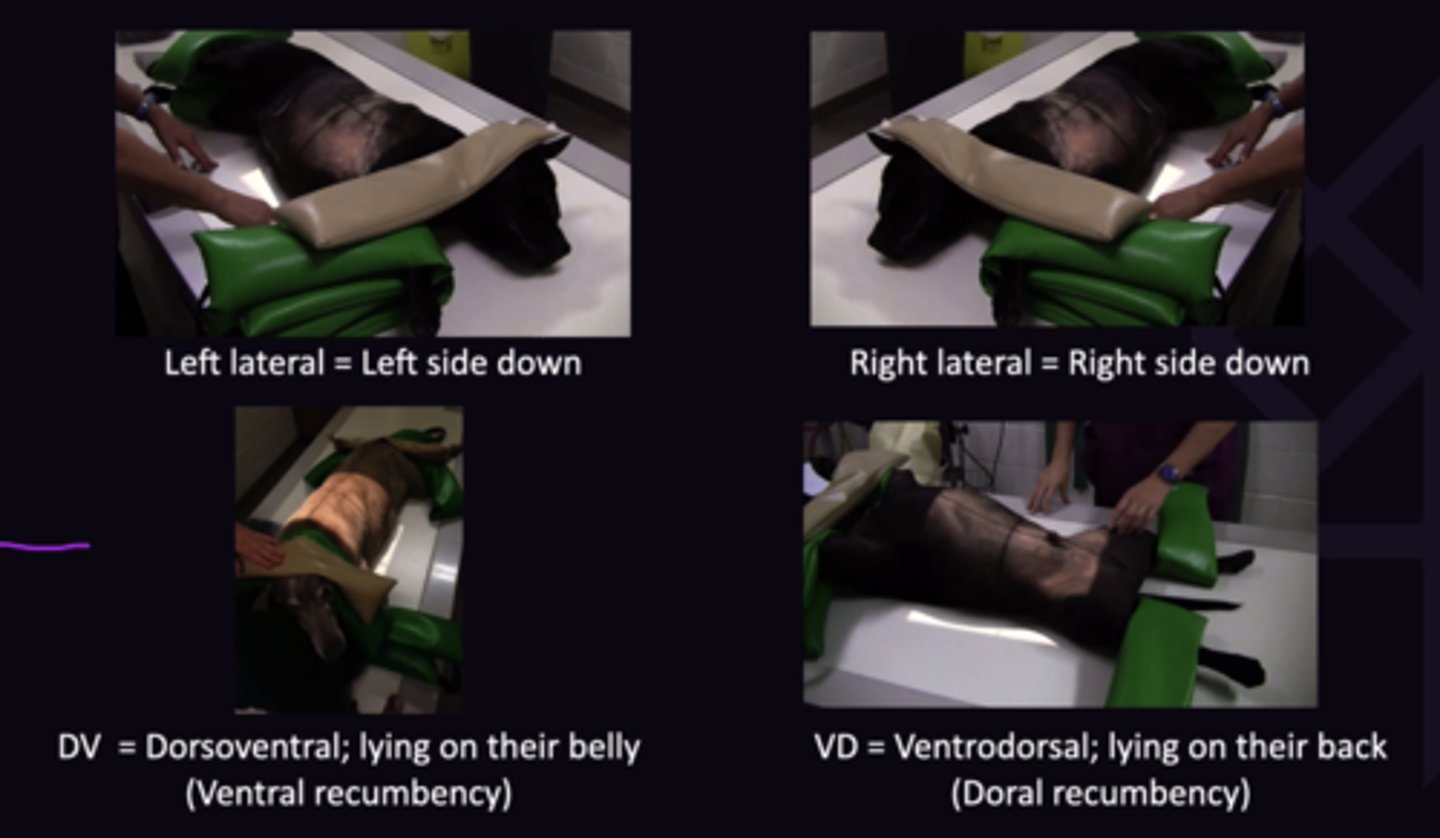 <p>1. Lying on their Belly (Ventral Recumbency)</p><p>2. Lying on Their Back (Dorsal Recumbency)</p><p>3. Right Side Down</p><p>4. Left Side Down</p>