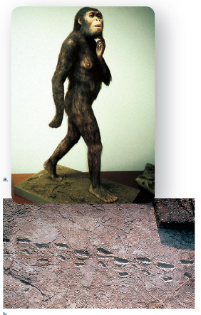 Australopithecus afarensis.