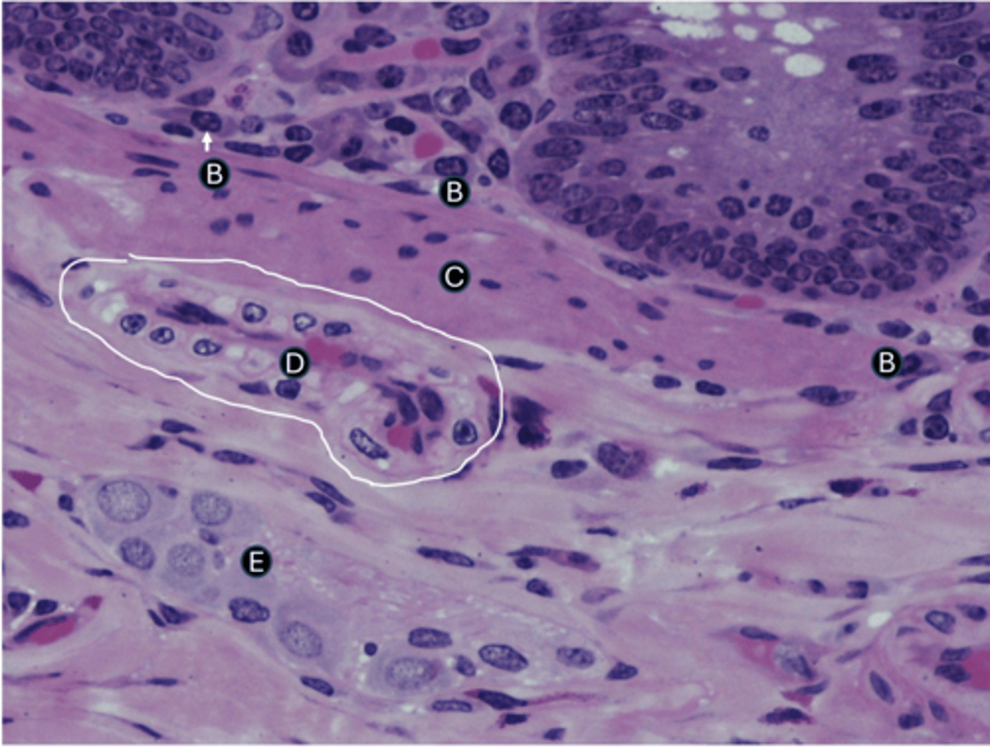 <p>D) ID the labeled structure</p>