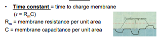 <p>time to charge membrane</p>