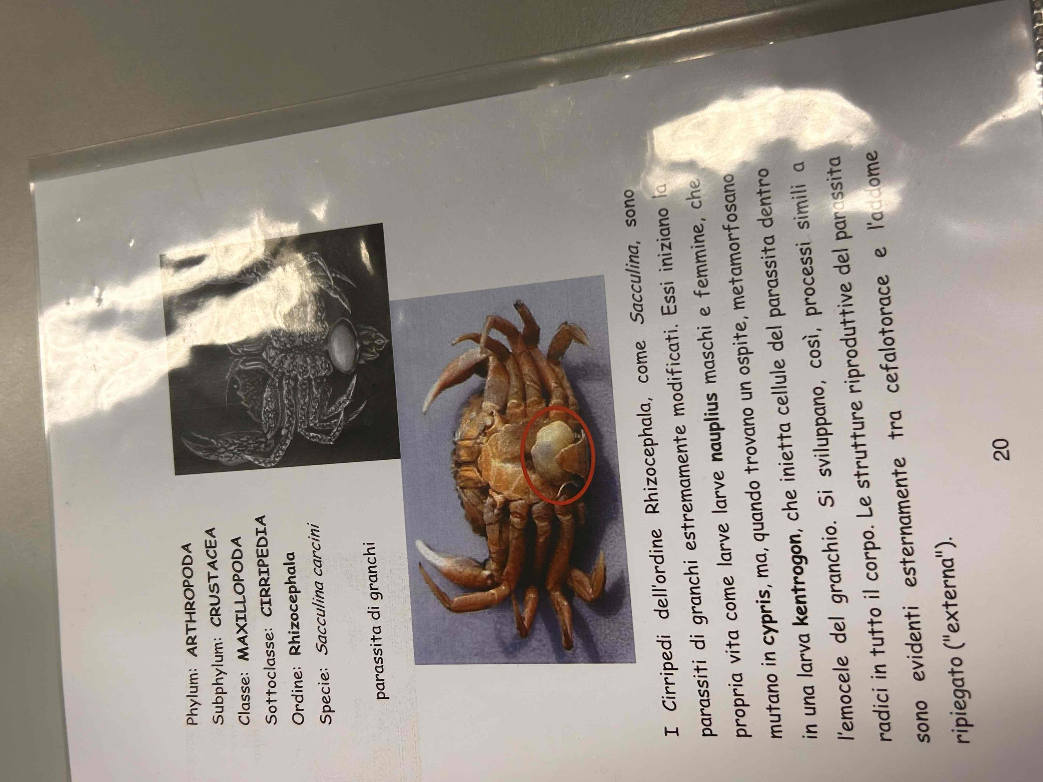 <p>Crostacei</p><p>Maxillopoda</p><p>Cirripedia</p><p>Sacculina carcini</p>