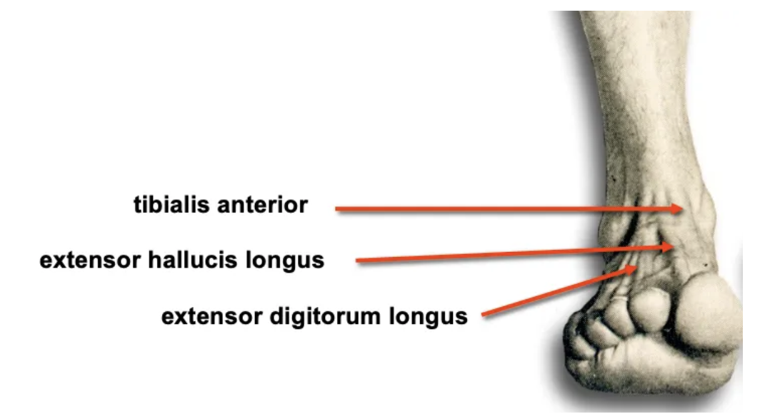 <ul>
<li><strong>Tibialis anterior</strong></li>
<li><strong>Extensor hallucis longus</strong></li>
<li><strong>Extensor digitorum longus</strong></li>
</ul>