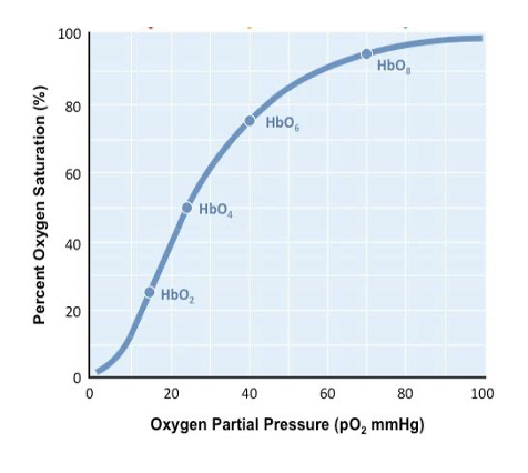 <p><span style="font-family: Arial, sans-serif">In the pulmonary capillaries, the pO2 of the blood is 100 mm Hg. When the blood travels to the systemic capillaries, the pO2 falls to 40 mm Hg. What is hemoglobin’s oxygen saturation?</span></p><p class="MsoNormal"><span>A. 1</span><span style="font-family: Arial, sans-serif">0%.</span></p><p class="MsoNormal"><span>B. </span><span style="font-family: Arial, sans-serif">40%.</span></p><p class="MsoNormal"><span>C. </span><span style="font-family: Arial, sans-serif">75%.</span></p><p class="MsoNormal"><span>D. </span><span style="font-family: Arial, sans-serif">98%.</span></p>