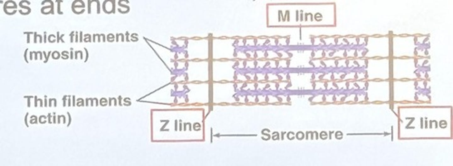 <p>Basic unit of contraction</p>
