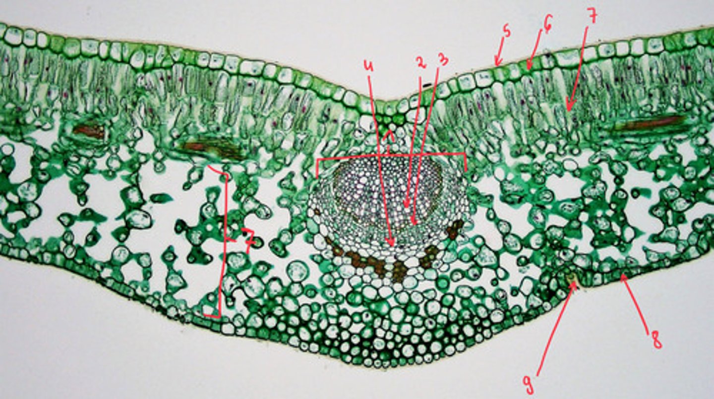<p>9</p>