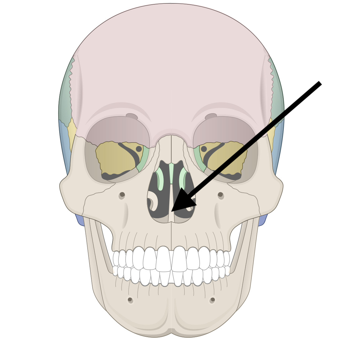<p>Name the bone</p>