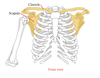 <p>What bone is this?</p>