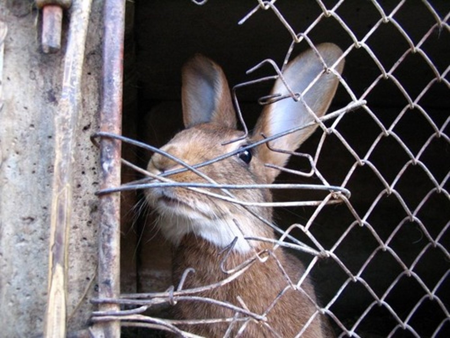 <p>rabbit</p>