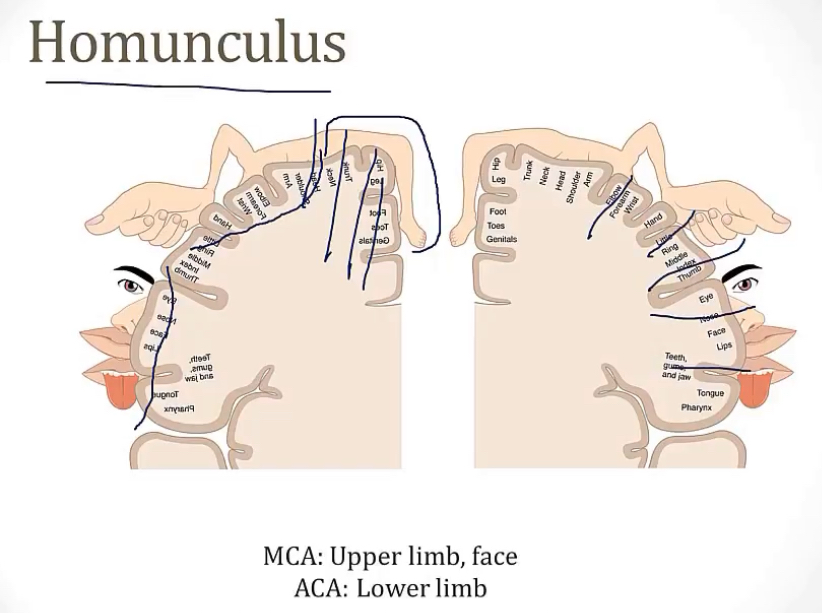 <p>-frontal</p><p>-homunculus</p><p>-upper limbs and face; lower limbs</p>