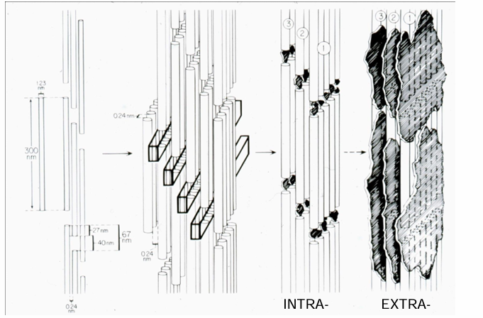 <p>-intrafibrillar in “hole” zones</p><p>-extrafibrillar between fibrils</p>
