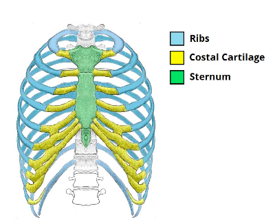<ul><li><p>12 thoracic vertebrae + intervertebral discs</p></li><li><p>12 pairs of ribs + costal cartilages, </p></li><li><p>Sternum</p></li></ul><p></p>