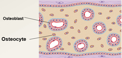 <p>The following occurs during the (?) stage of intramembranous ossification.</p><ul><li><p>all spicules disappear</p></li><li><p>a "filled" plate of spongy bone with full matrix and blood vessels appears</p></li></ul>