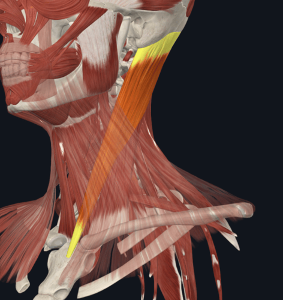<p>What is the muscle of the neck? What does it attach to? What is its function?</p>