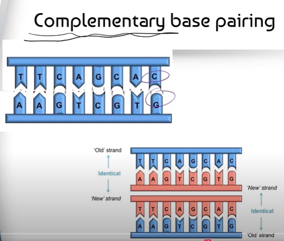 <p><span>1. The original Strand of DNA is separated into two half strands.</span><br><span>2. Complementary Base Pairing is used to add in new nucleotides to each of the two half strands of DNA. This creates 2 separate, identical strands.</span></p>