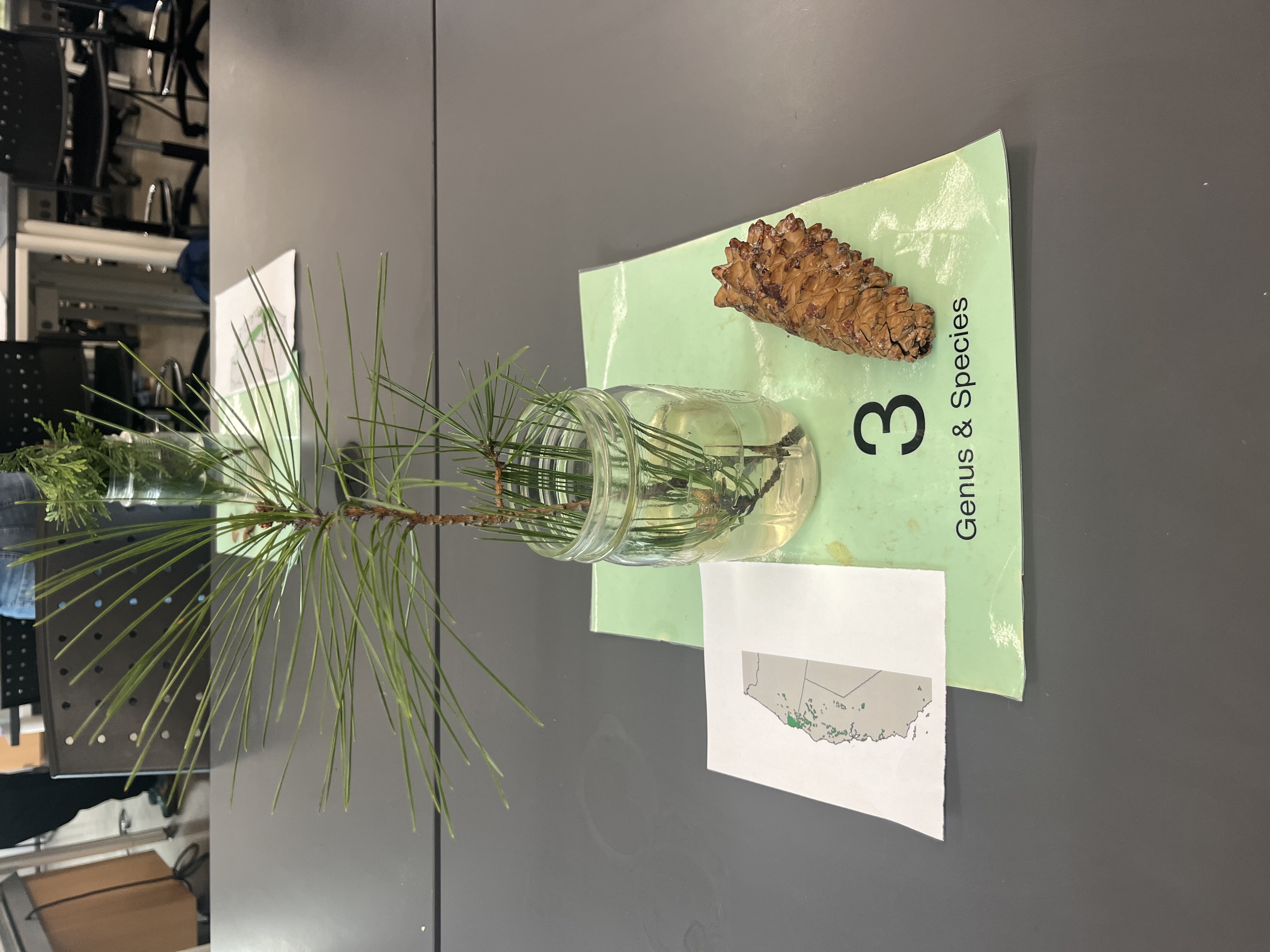 <p>serotinous cones, resin sealed. needles found in bundles of 3, 3-7” long. </p>