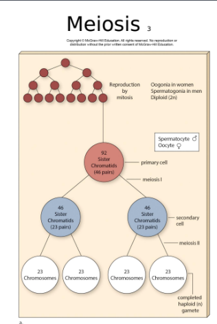 Meiosis 