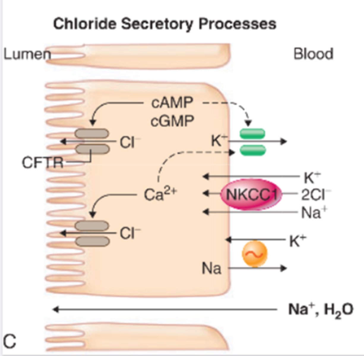 <p>-Generally not known</p><p>Rotovirus mechanism best understood:</p><p>-Control of the flow of water across the intestinal epithelium is disrupted by effecting calcium balance in the intestinal cells</p><p>-Protein NSP4 increases the amount of calcium within cell meaning more water is drawn into the cells hence causing diarrhoea upon lysis</p>