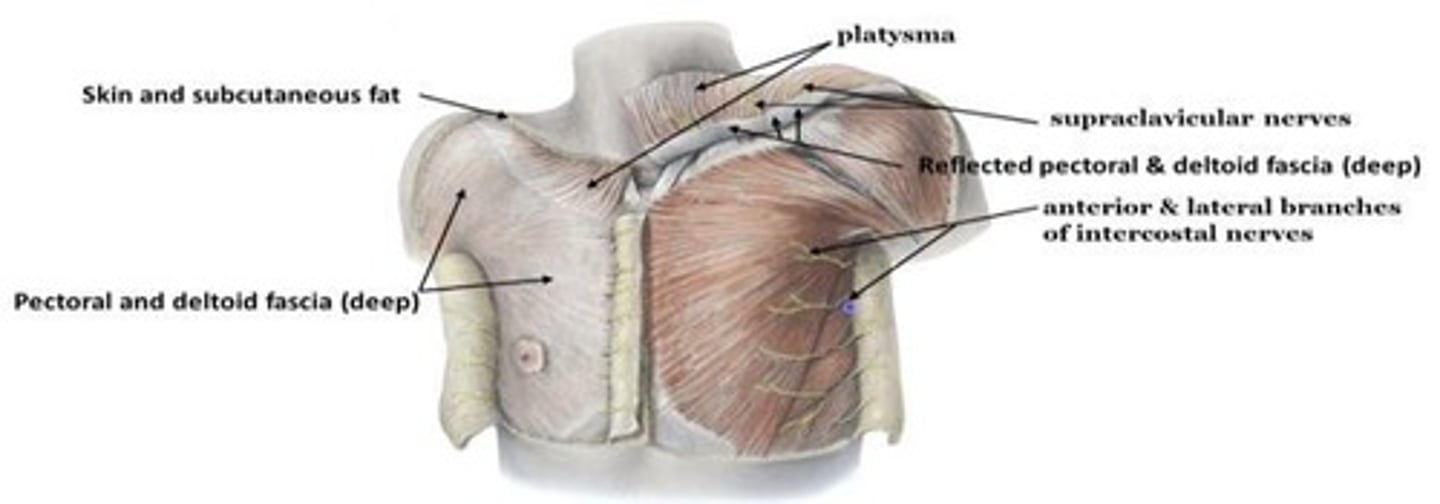 <p>Subcutaneous fatty tissue and skin, containing platysma muscle, supraclavicular nerves, and intercostal nerves.</p>