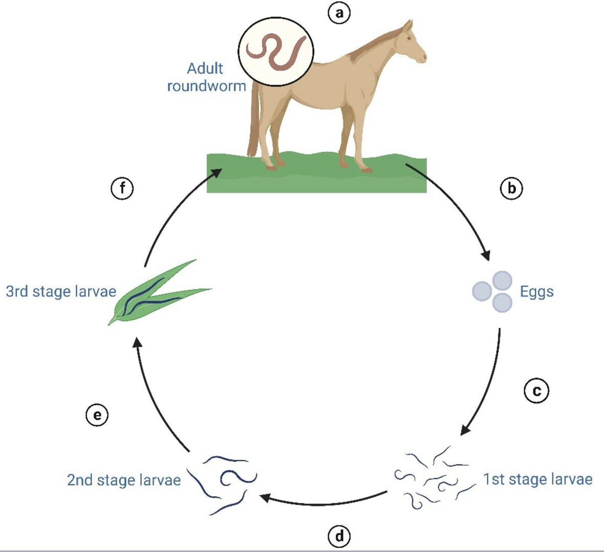 <p>This photo depicts the life cycle of:</p>