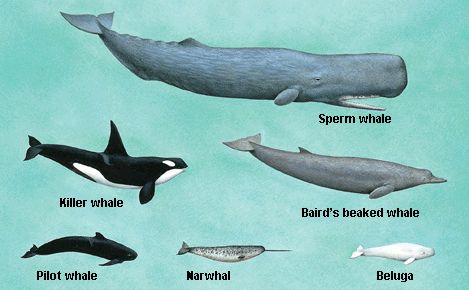 <p>Order Cetacea, Suborder Odotoceti</p>