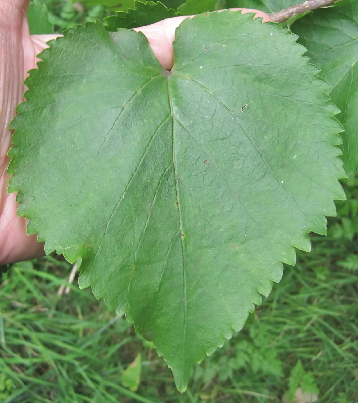 <p>Leaf shape?</p>