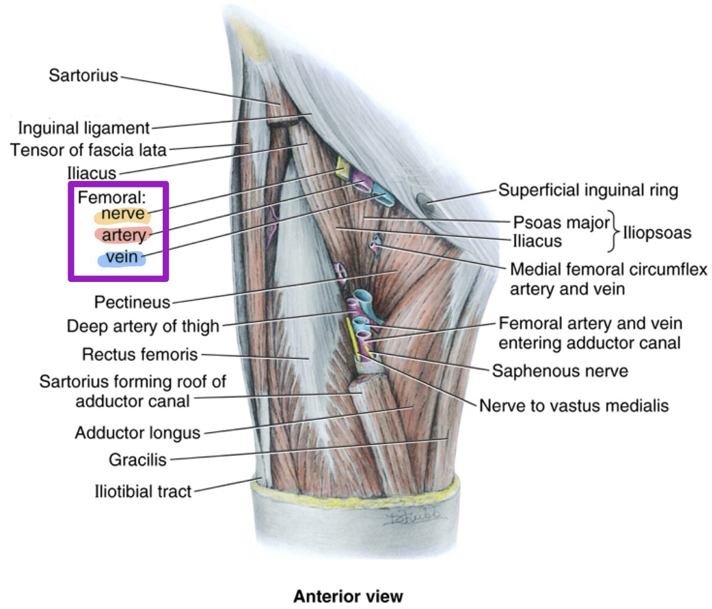 <ul><li><p>Femoral artery </p></li><li><p>Femoral vein </p></li><li><p>Saphenous nerve (branch of the femoral nerve)</p></li></ul><p></p>