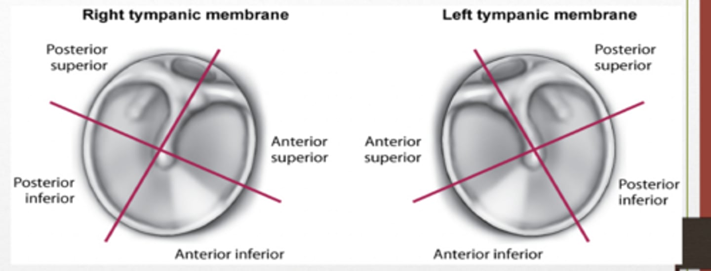 <p>posterior superior, posterior inferior, anterior superior, anterior inferior</p>