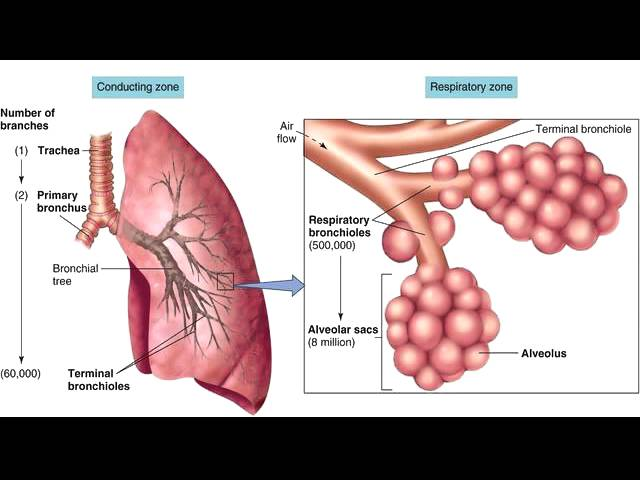 <p>What is the respiratory zone?</p>