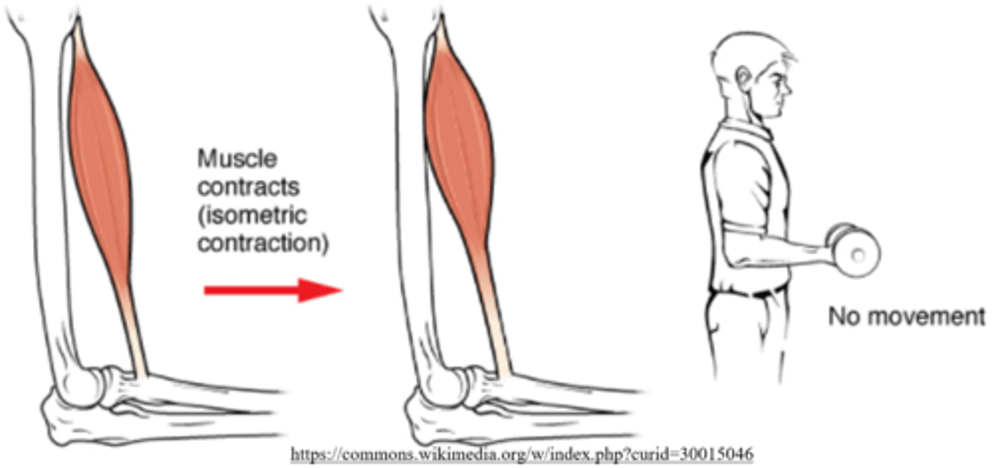 <p>isometric contractions</p>
