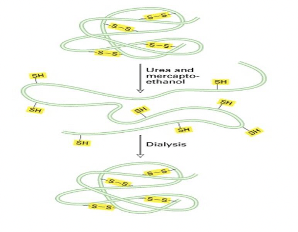 * renaturation of protein in vitro occurs spontaneously
* the information for folding a protein lies in its sequence
* dialysis removes the denaturants