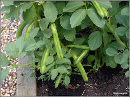 <p>Growing quickly; flourishing</p><p>Synonym- swell</p><p>Antonym- shrink</p>