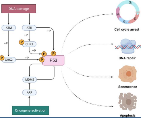 <p>Regulation of p53 expression by <strong>MDM2</strong></p><p><strong>• MDM2</strong> is the ubiquitin ligase responsible for p53 ubiquitination and degradation</p><p></p><p> p53 and MDM2 are part of an auto-regulatory feedback loop </p><p>• p53 promotes the expression of the MDM2 gene </p><p>• MDM2 promotes p53 degradation</p><p><br>(Regulators of p53 disrupt the p53/MDM2 interaction)</p>