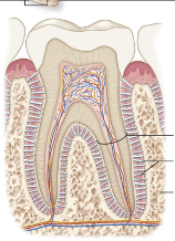 <p>Periodontal membranes hold tooth and bony jaw</p><p>ex: tooth to jaw</p>