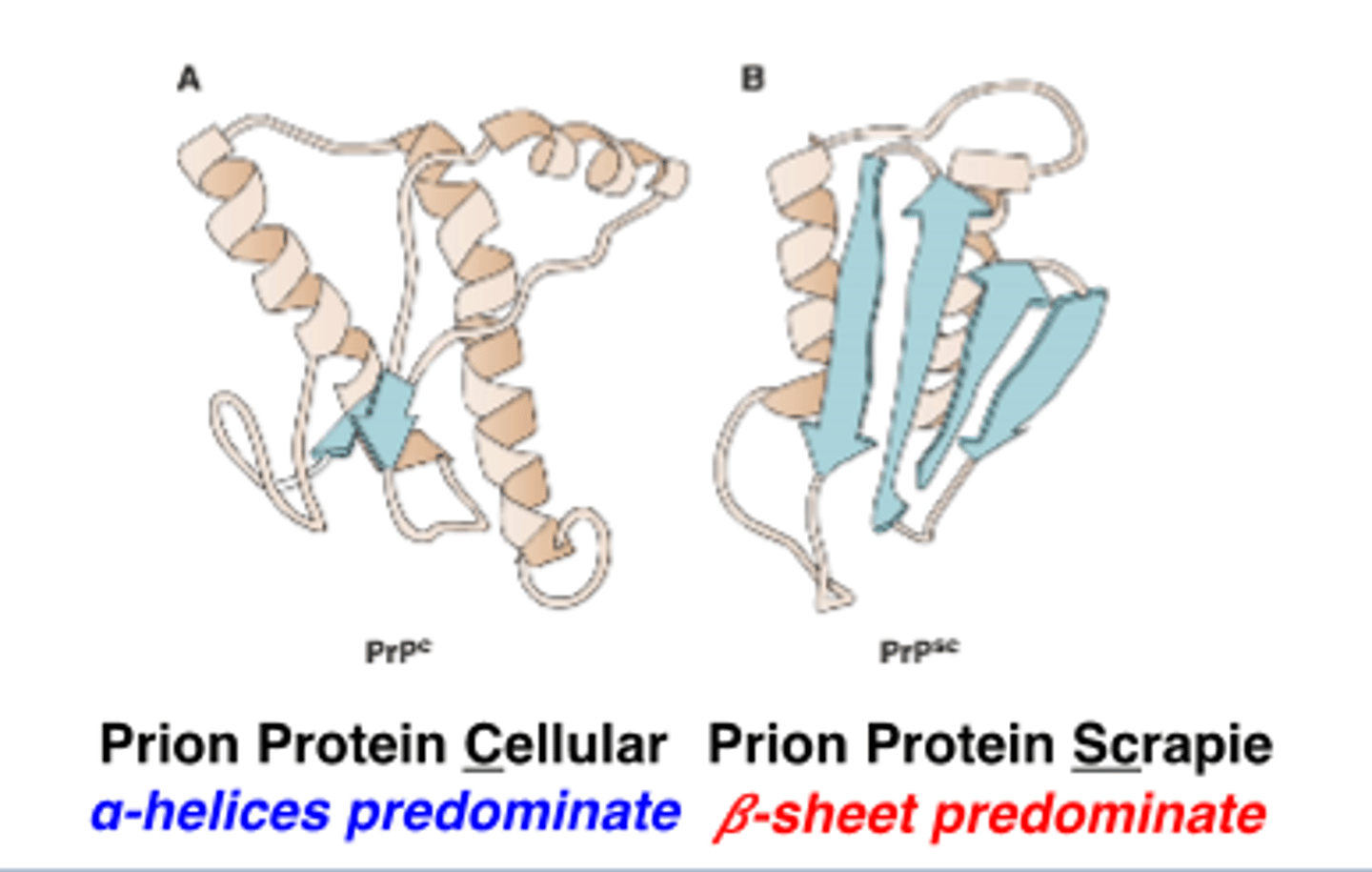 <p>misfolded protein</p>